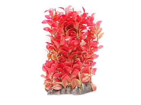 Tatrapet akvarijní rostlina 25 cm 1x zelená, 1x fialová , 1x červená, 1x oranžová