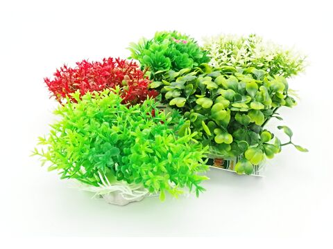 Tatrapet akvarijní rostlina 8-9 cm mix 5 ks červená, zelená, béžová
