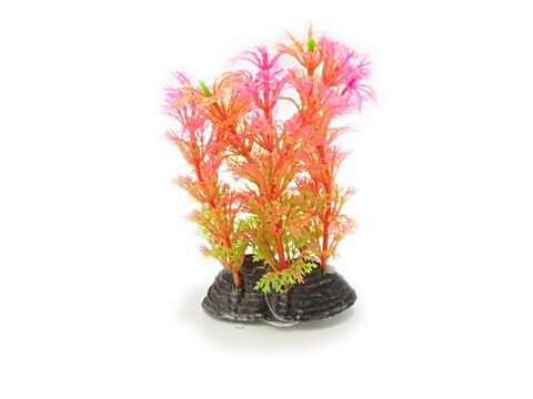 Tatrapet akvarijní rostlina 13 cm mix 5 ks, zelená,červená