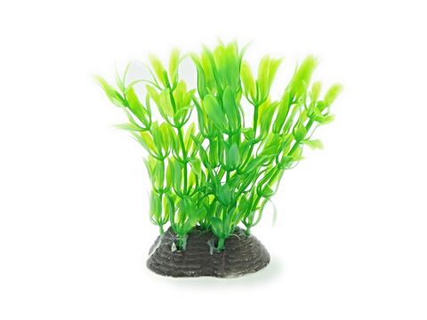Tatrapet akvarijní rostlina 13 cm mix 5 ks, zelená,červená