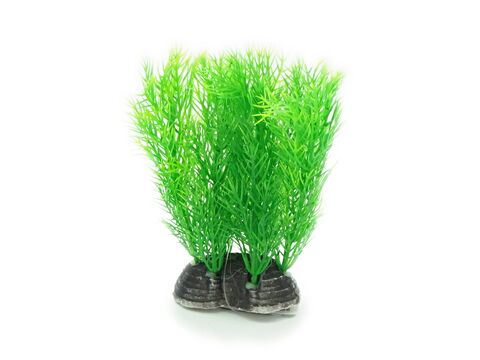 Tatrapet akvarijní rostlina 13 cm mix 5 ks, zelená,červená