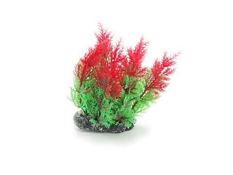 Tatrapet akvarijní rostlina 13 cm mix 5 ks, zelená, červená, žlutá, růžová