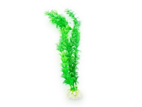 Tatrapet akvarijní rostlina 20-28 cm 6 ks mix zelená