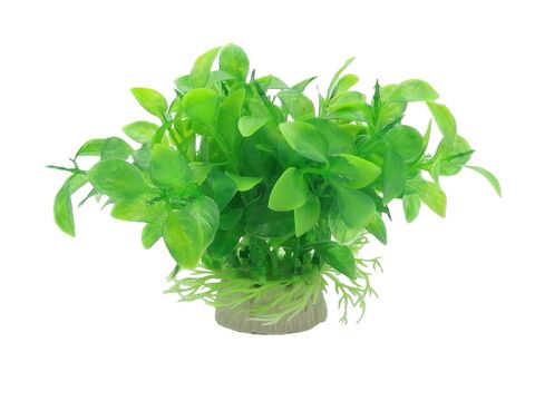 Tatrapet akvarijní rostlina na kartě, 10 - 12 cm, mix 5 ks zelená