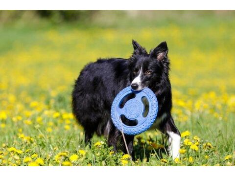 Kiwi Walker hračka pro psa házecí a plovací frisbee z TPR pěny průměr 22 cm modrá