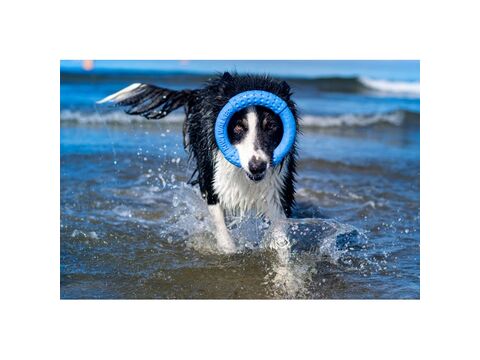 Kiwi Walker hračka pro psa házecí a plovací kruh z TPR pěny průměr 13 cm zelená