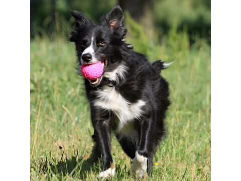 Kiwi Walker hračka pro psa plovací míček z TPR pěny, průměr 5 cm růžová