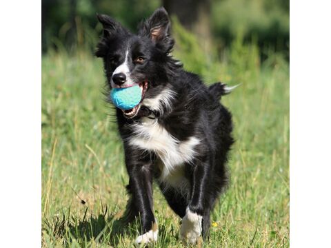 Kiwi Walker hračka pro psa plovací míček z TPR pěny, průměr 5 cm modrá