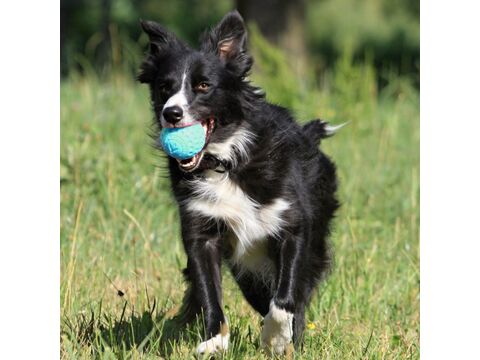 Kiwi Walker hračka pro psa plovací míček z TPR pěny, průměr 7 cm modrá