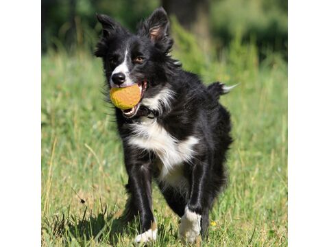 Kiwi Walker hračka pro psa plovací míček z TPR pěny, průměr 5 cm oranžová