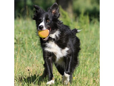 Kiwi Walker hračka pro psa plovací míček z TPR pěny, průměr 7 cm oranžová