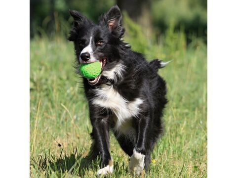 Kiwi Walker hračka pro psa plovací míček z TPR pěny, průměr 5 cm zelená