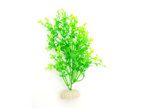 Tatrapet akvarijní rostlina, 15 - 20 cm, mix 5 ks, zelená 