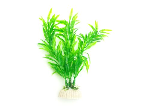 Tatrapet akvarijní rostlina, 15 - 20 cm, mix 5 ks, zelená 