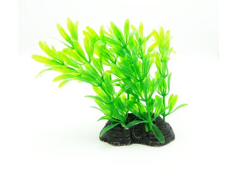 Tatrapet akvarijní rostlina 10 cm 1 x zelená a 1 x fialová