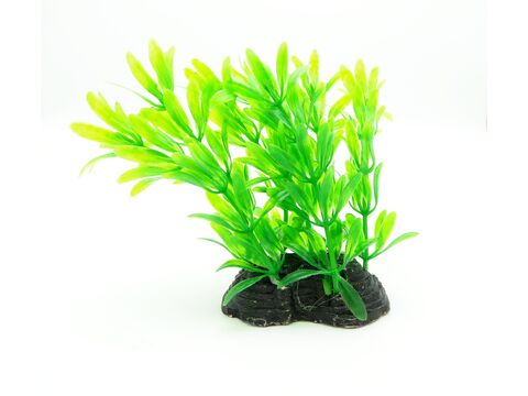 Tatrapet akvarijní rostlina na kartě 10 cm 1 x zelená a 1 x fialová