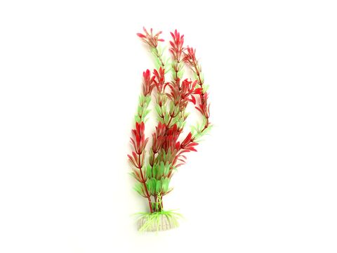 Tatrapet akvarijní rostlina na kartě 22 cm 1 x zelená, 1 x červená