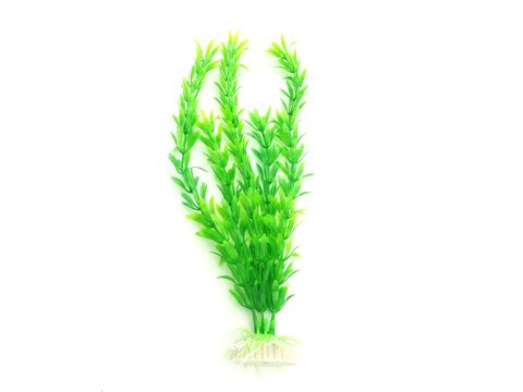 Tatrapet akvarijní rostlina na kartě 22 cm 1 x zelená, 1 x červená