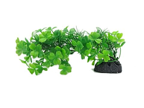 Tatrapet akvarijní rostlina 18-20cm 1x zelená a 1x fialová doprodej 