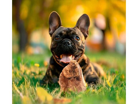 Record hračka pro psa aport z vřesového kořene S 150 -300 g