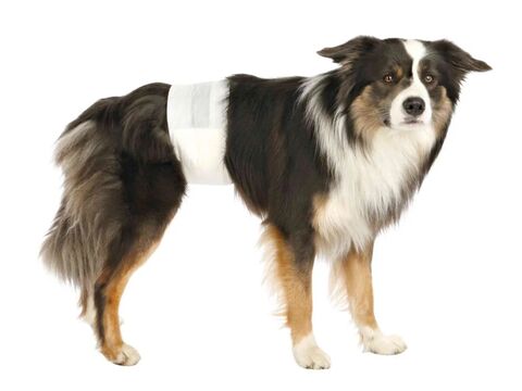 Trixie papírové pleny pro psy XS 20-42cm  při inkontinenci 12 ks