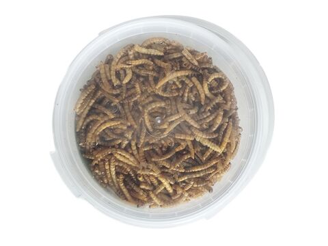 Mouční červi 80 g 1230