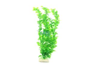 Tatrapet akvarijní rostlina 35 - 40 cm, 2x zelená