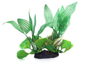 Tatrapet akvarijní rostlina 18-20 cm 1x zelená a 1x fialová
