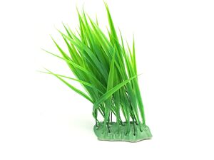 Tatrapet akvarijní rostlina 25 cm zelená