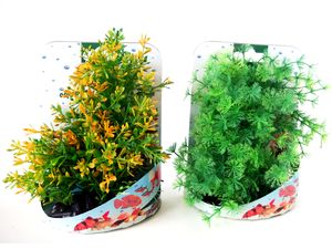 Tatrapet akvarijní rostlina na kartě 13-16 cm 1x zelená, 1x žlutá