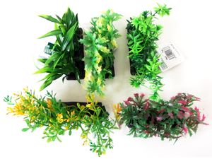 Tatrapet akvarijní rostlina 7-8 cm mix 5 ks