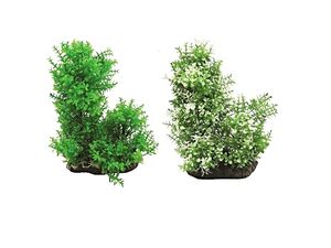 Tatrapet akvarijní rostlina na kartě 15 - 17 cm, 1 x zelená, 1 x béžová