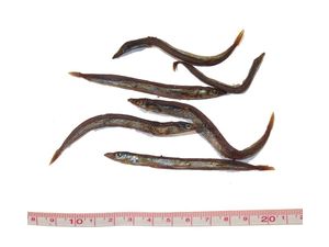 WANT 2696-100 noodle fish 100 g