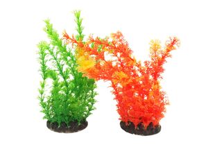 Tatrapet akvarijní rostlina na kartě 22- 25 cm, 1 ks zelená a červená