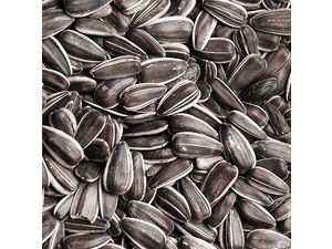 Granum slunečnice velkozrnná 500 g