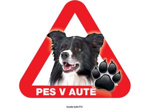 Grel nálepka na sklo pozor pes v autě border kolie