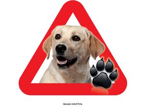 Grel nálepka na plech pozor pes v autě labrador čelně
