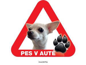 Grel nálepka na plech pozor pes v autě čivava bílá