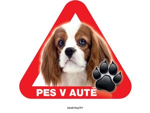Grel nálepka na sklo pozor pes v autě kavalír king