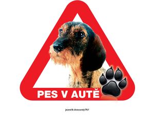 Grel nálepka na plech pozor pes v autě jezevčík drsnoststý
