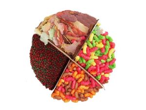 Tatrapet Koi Quatro 2,3 l mix doza